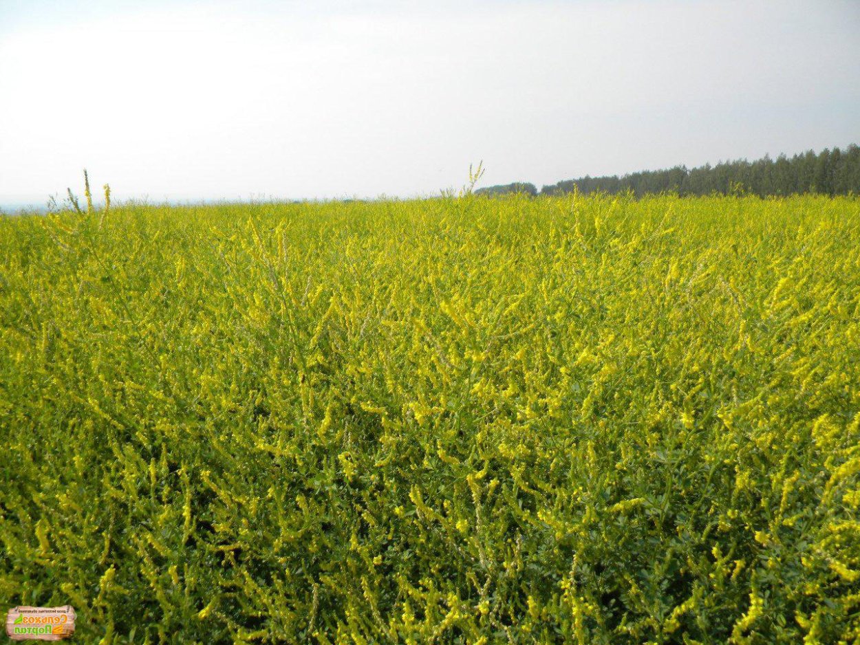 Донник белый сидерат