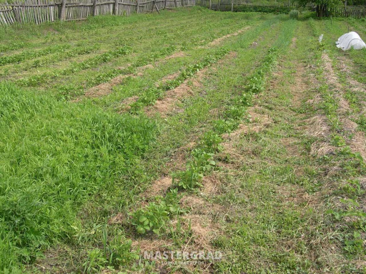 Сидераты в междурядьях