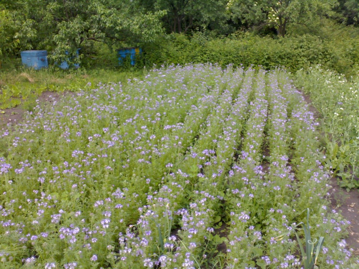 Трава сидерат фацелия