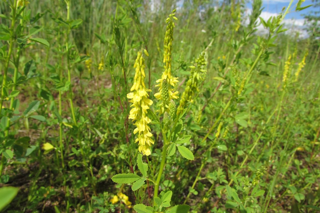 Донник люцерна Видный