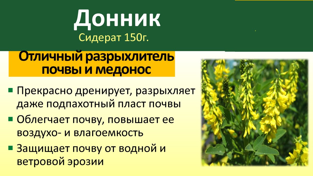 Сидерат донник желтый