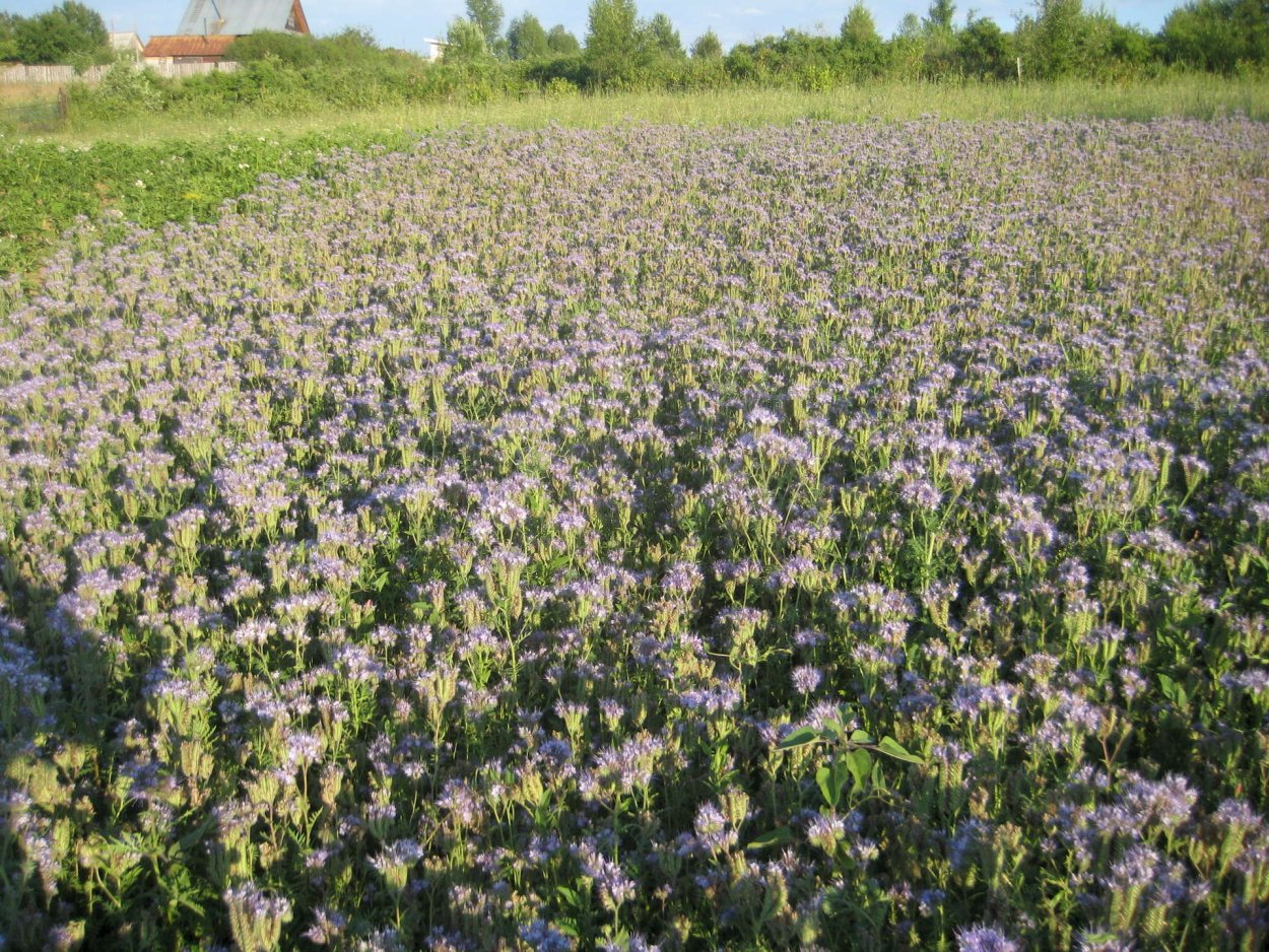 Сидераты донник фацелия люцерна