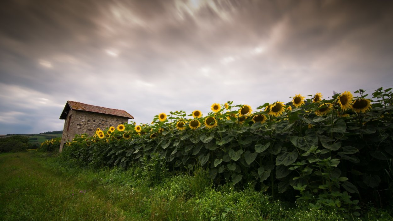 Домик с подсолнухами