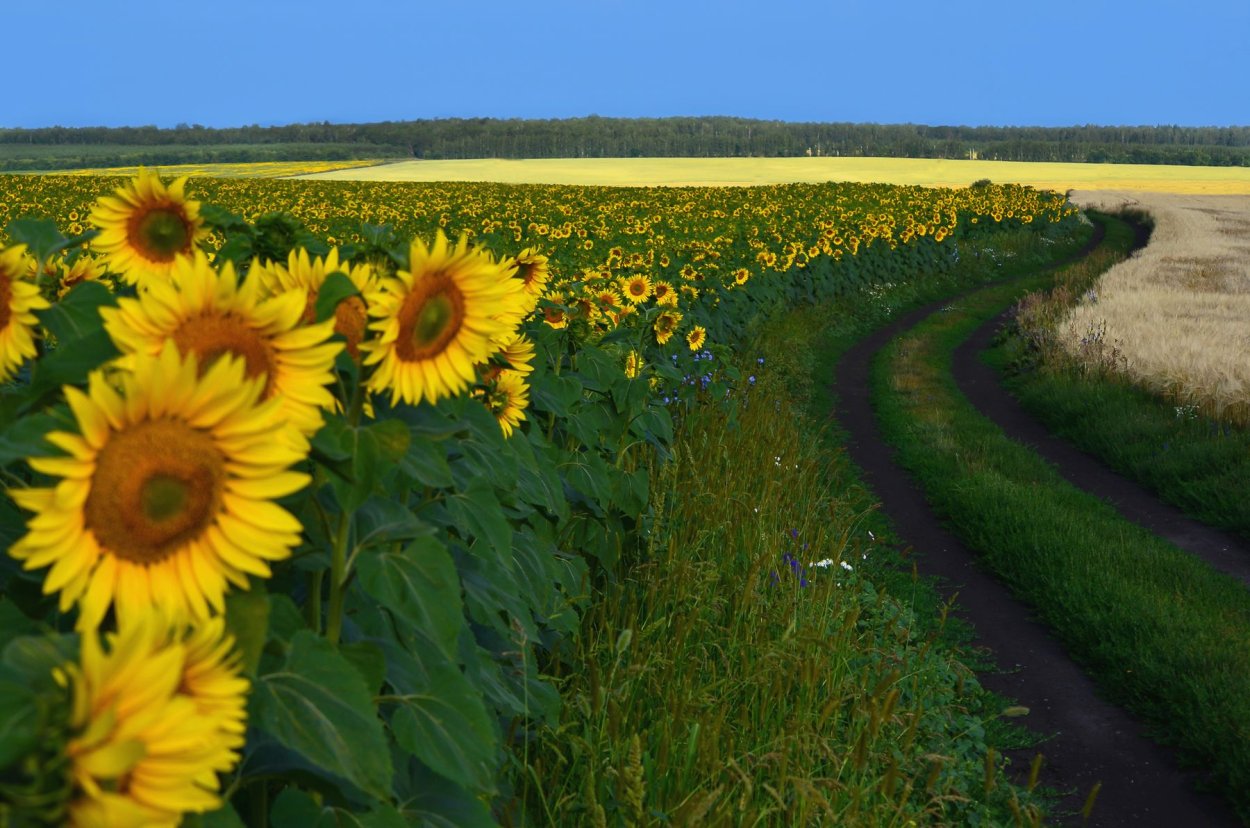 Волгоградская область поле подсолнухов
