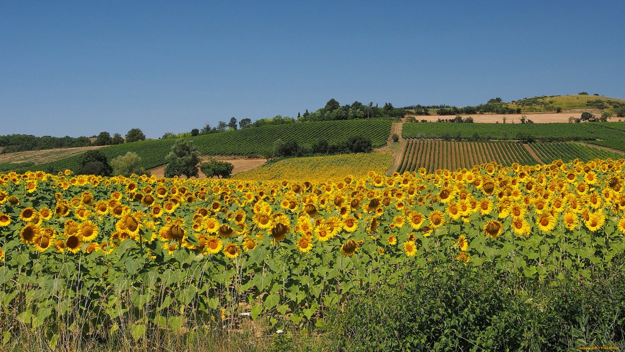 Пейзаж поле с подсолнухами