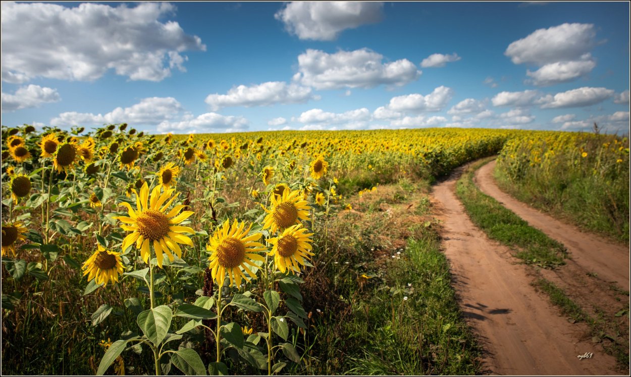 Подсолнухи в деревне