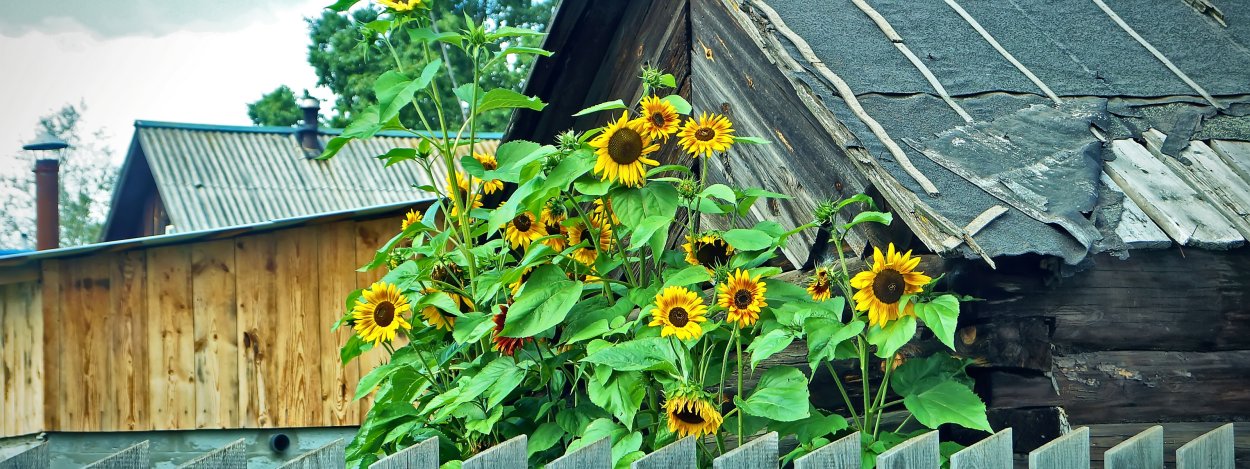 Деревенский домик с подсолнухами фото