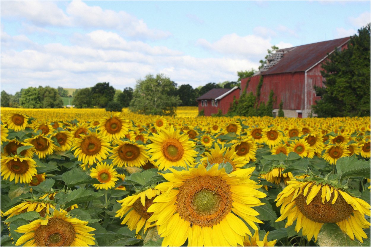 Ферма с подсолнухами