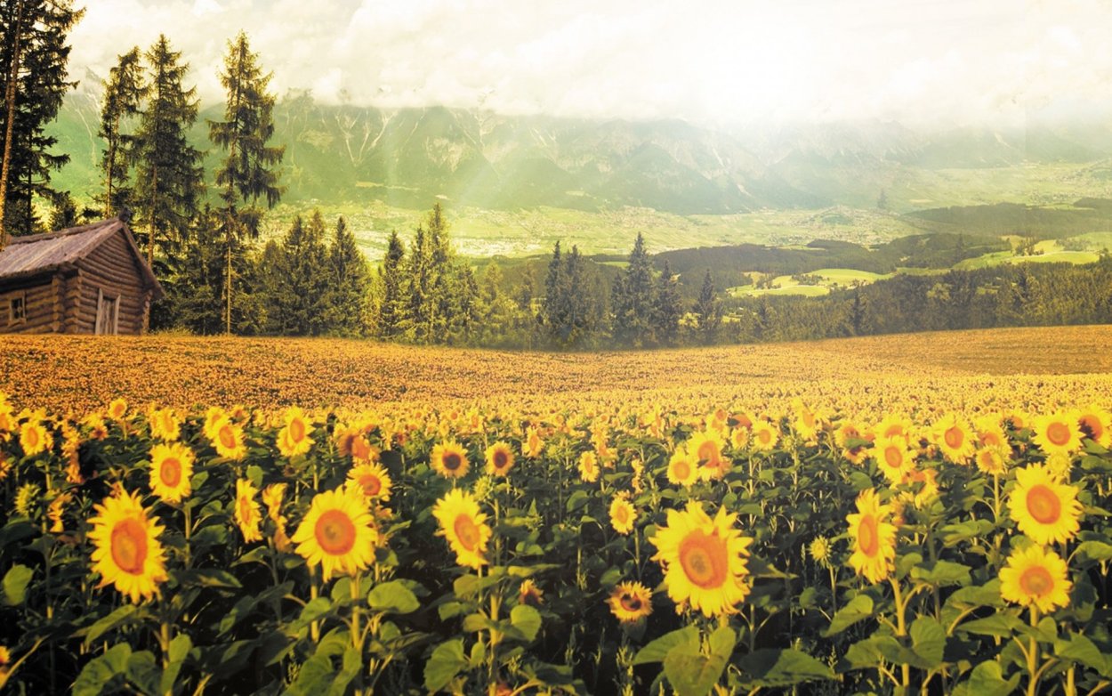 Кубань плетни Подсолнухи