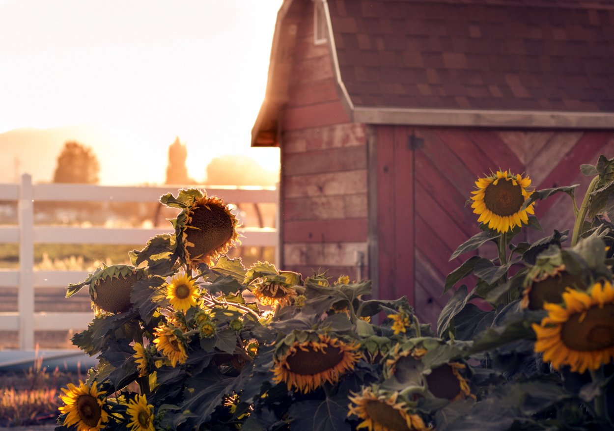 Деревенский подсолнух