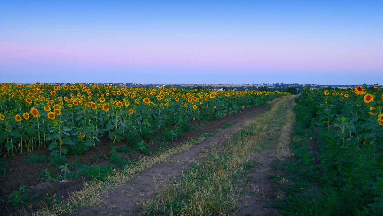 Поле подсолнухов с дорогой