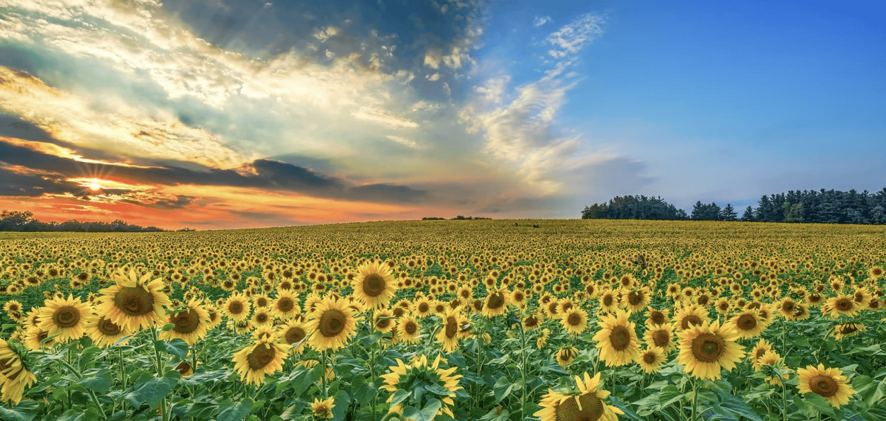 Пейзаж Венеры