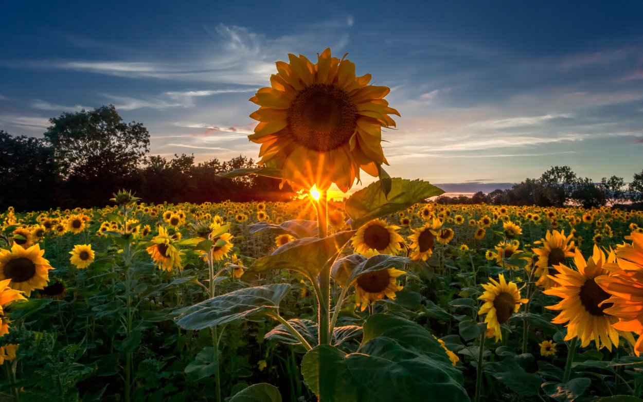 Поле подсолнухов