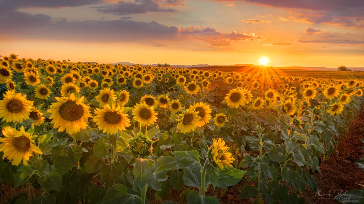 Поле подсолнухов во Франции