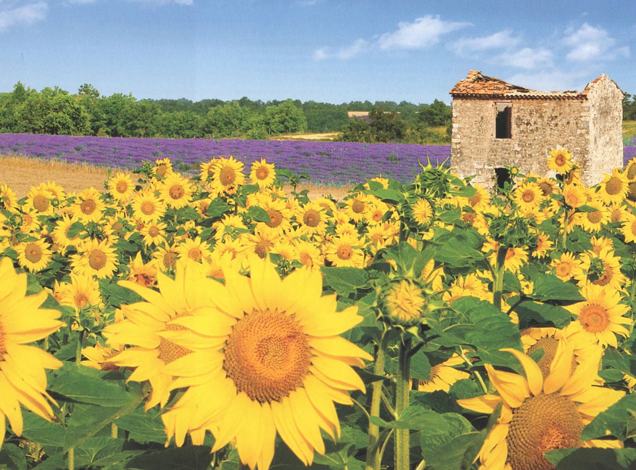 Подсолнухи Прованса