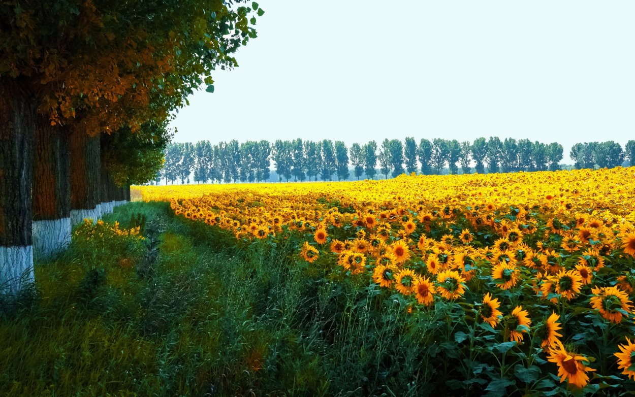 Подсолнухи в поле повернуты к солнцу