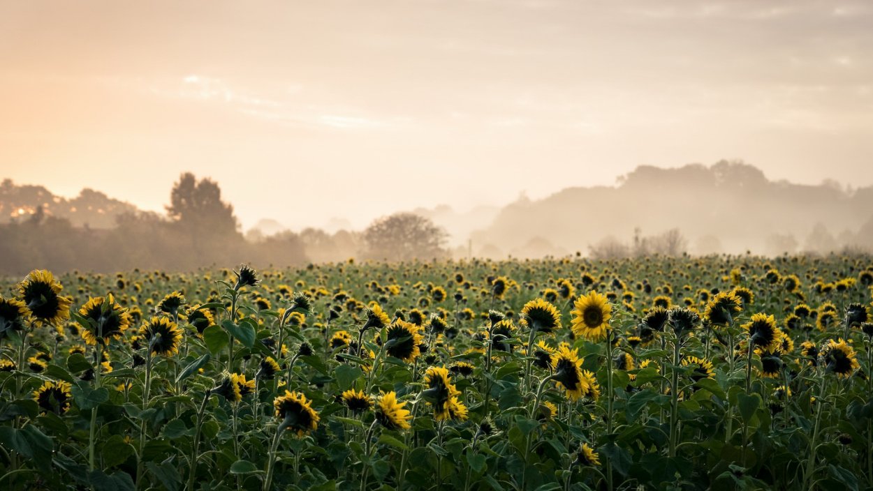 Подсолнух длинный