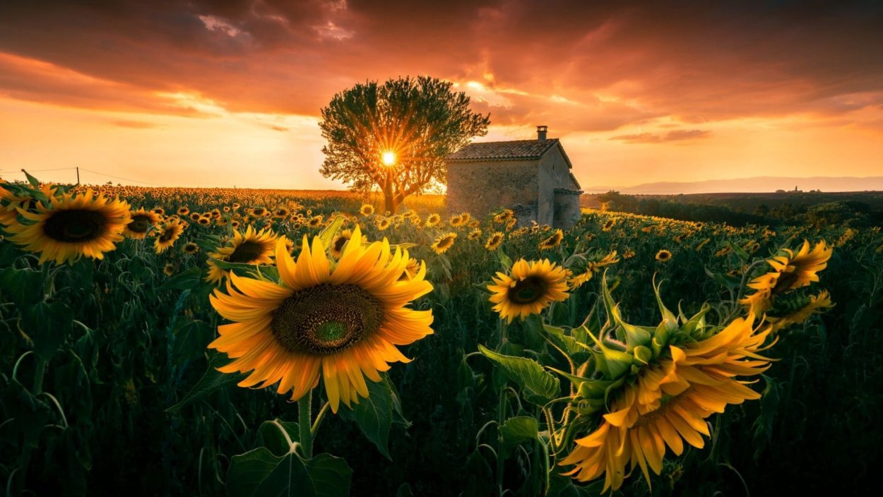 Пейзаж с подсолнухами