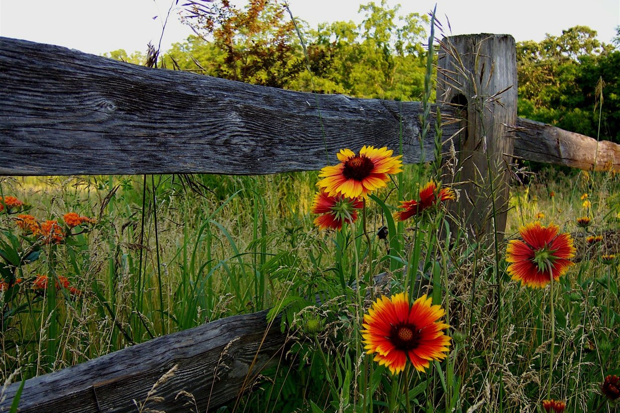Деревенский забор с подсолнухами