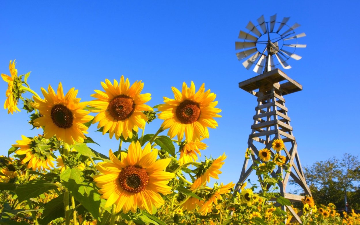 Ветряная мельница и Подсолнухи