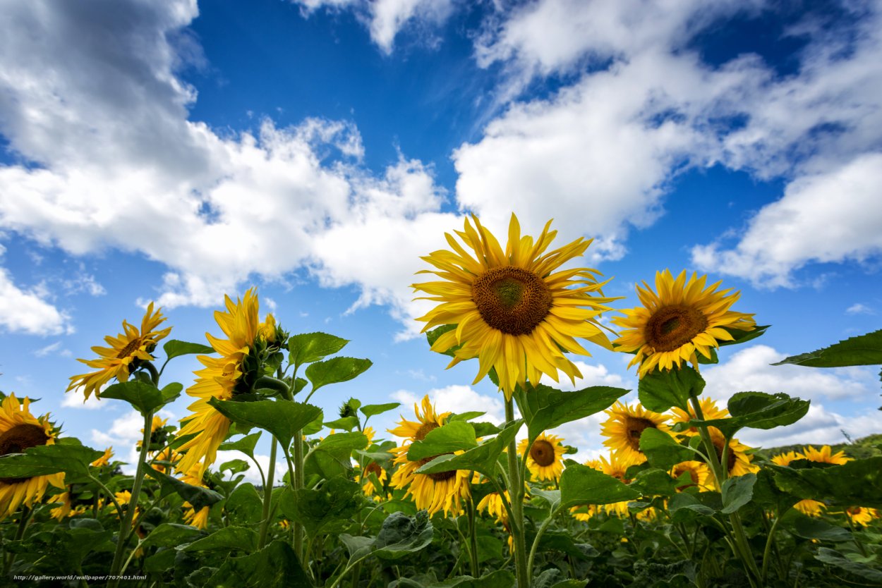 Красивый пейзаж с подсолнухами