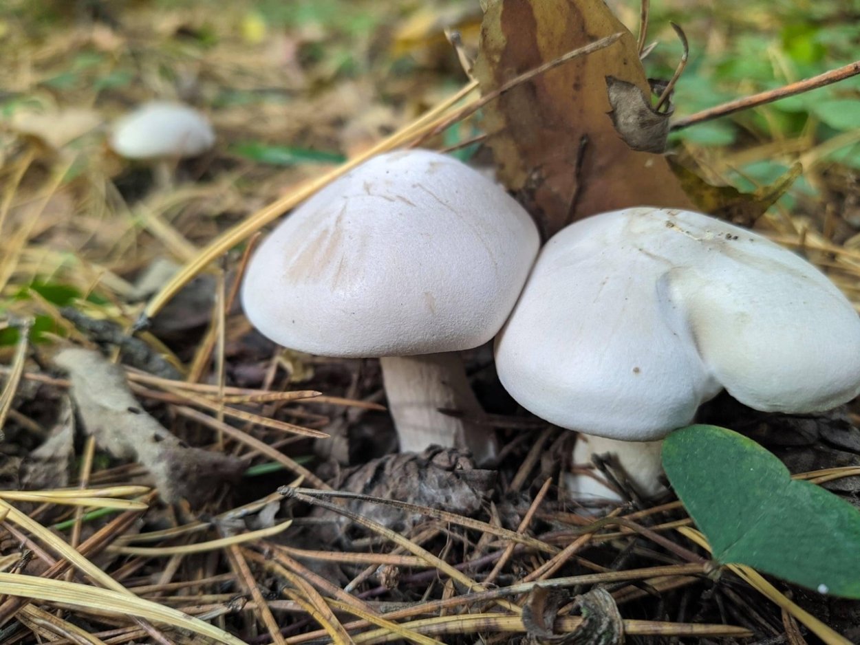 Грибы в Цаговском лесу