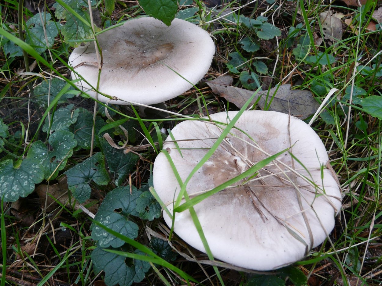 Говорушка дымчатая гигантская