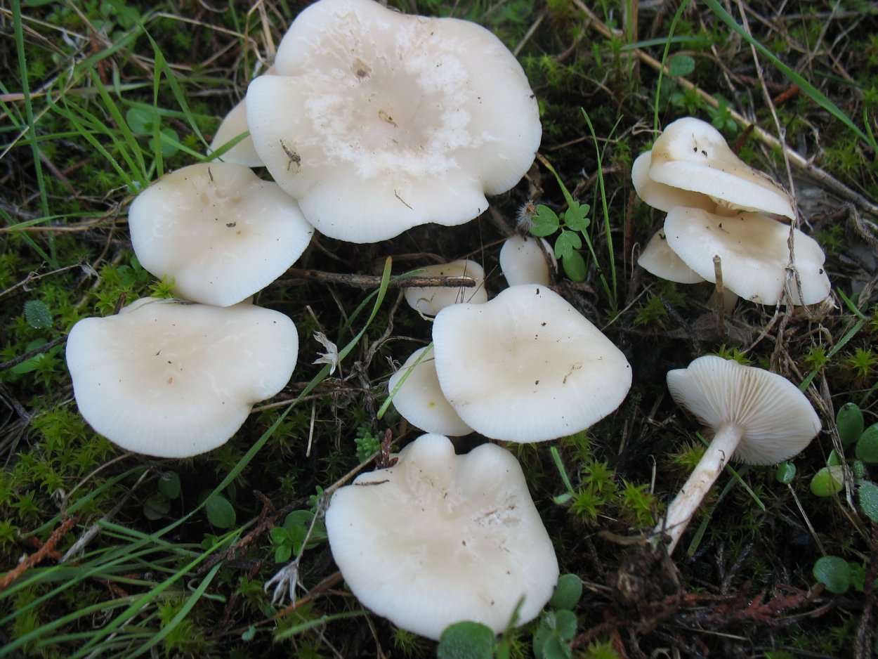 Говорушка беловатая (Clitocybe dealbata)