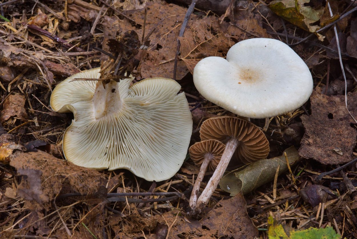 Говорушка бледноокрашенная