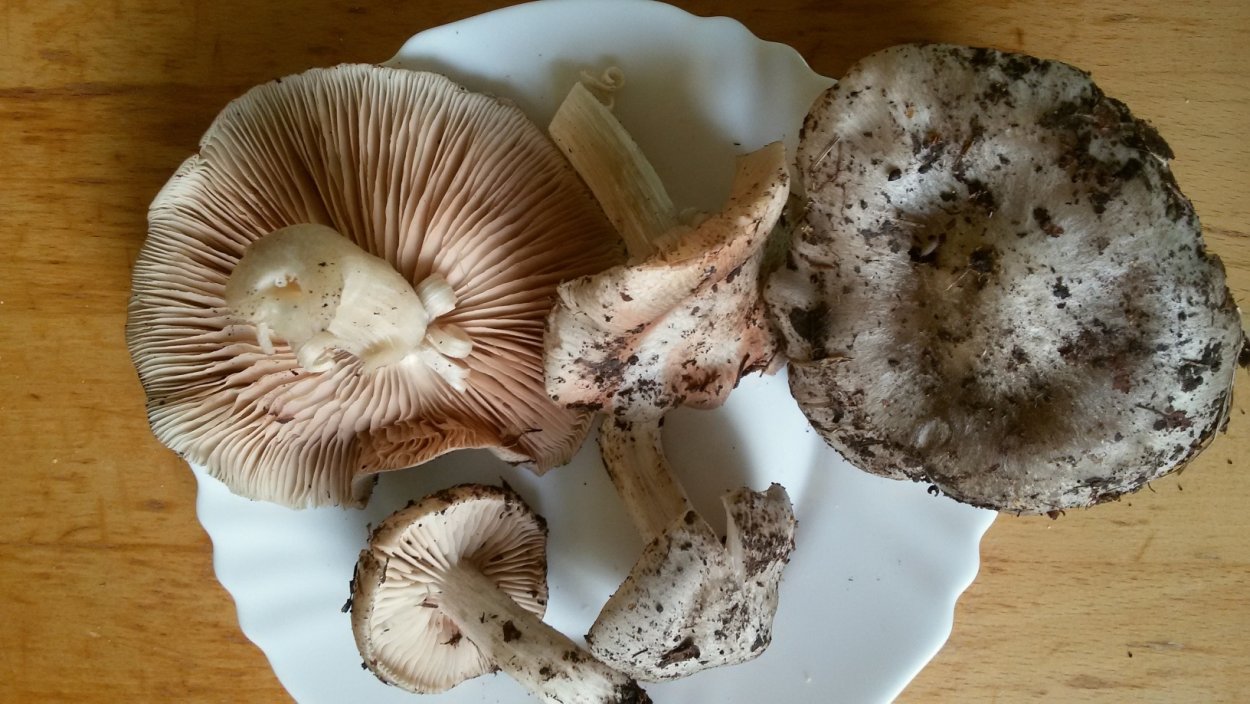 Энтолома Оловянная фото