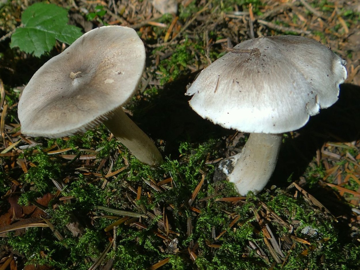 Tricholoma Мышиная