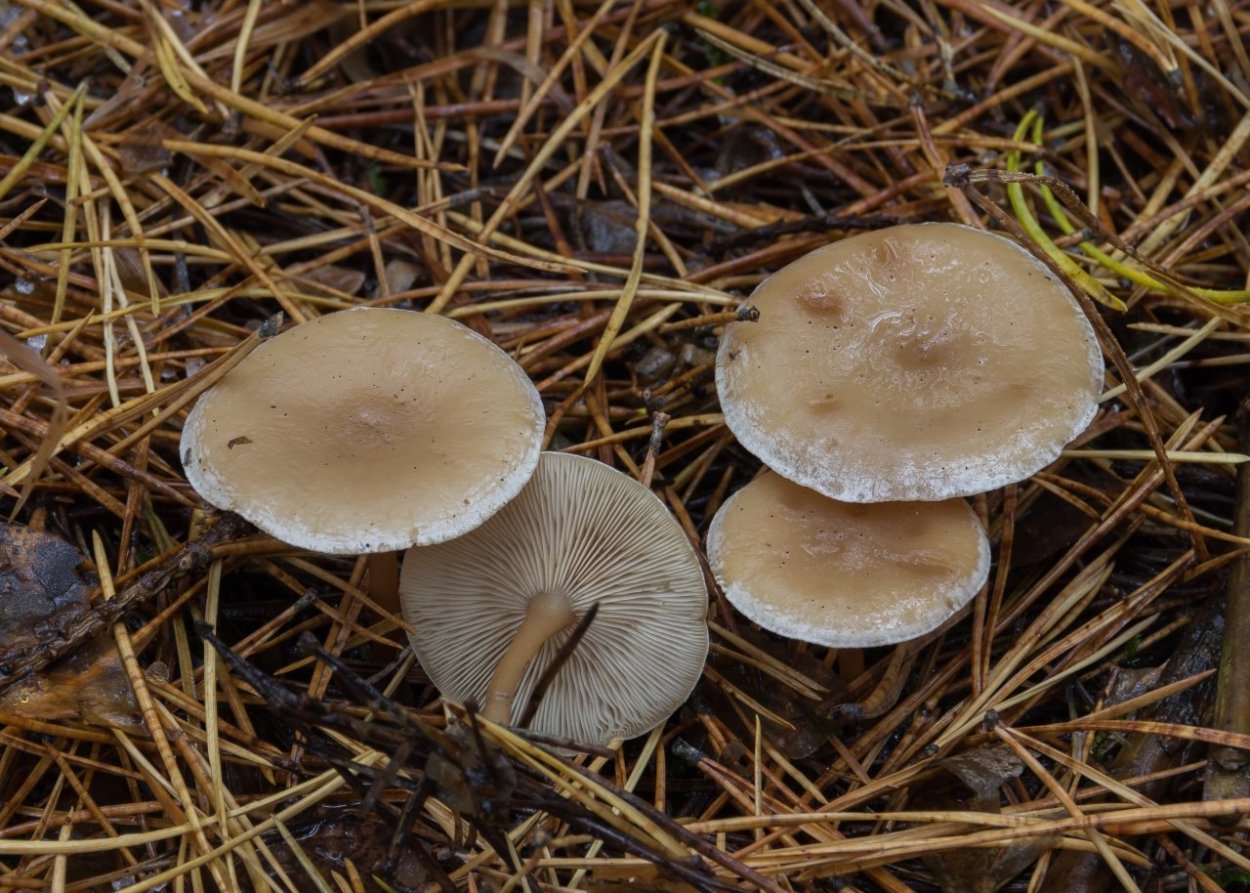 Говорушка налиственная (Clitocybe phyllophila)