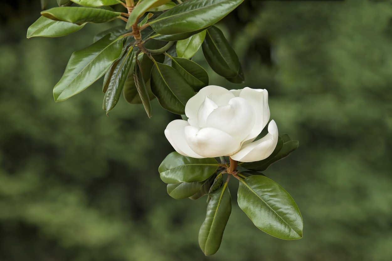 Магнолия белая дерево