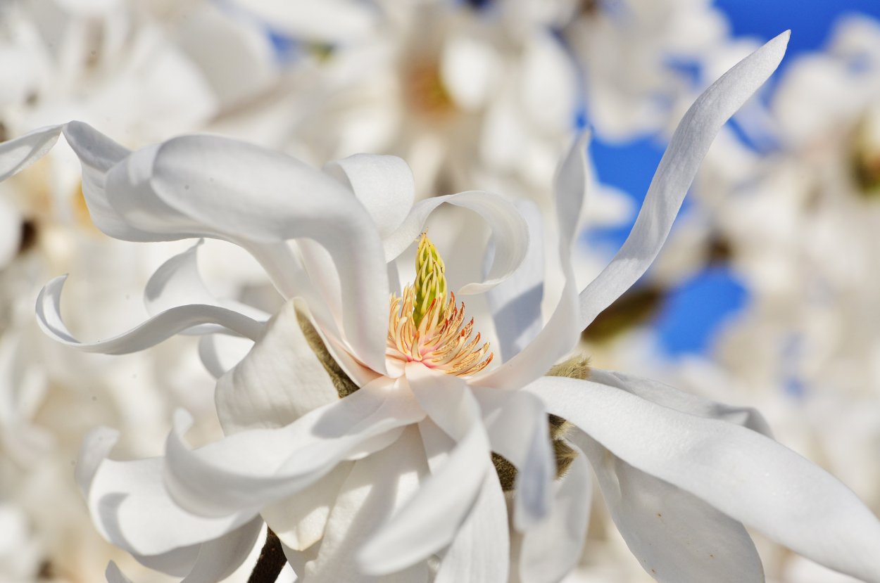 Лепестки белой магнолии