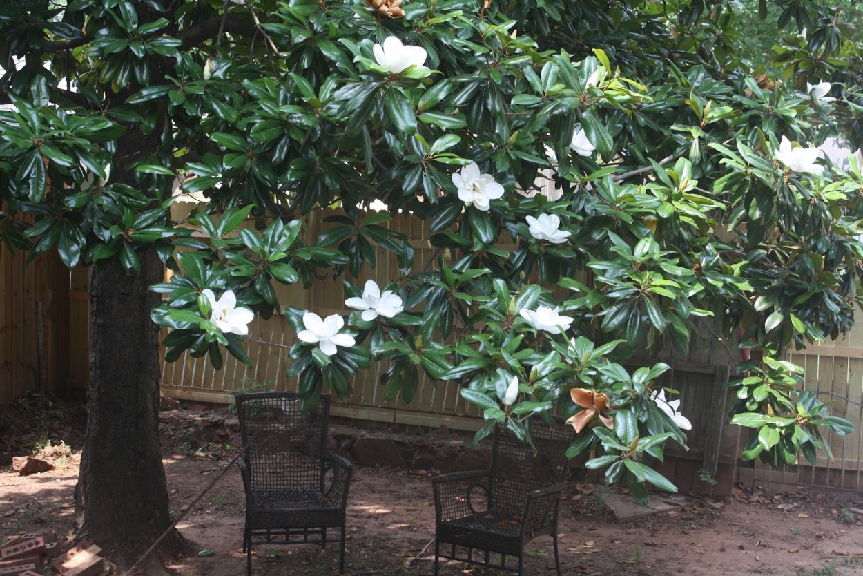 Магнолия вечнозеленая дерево