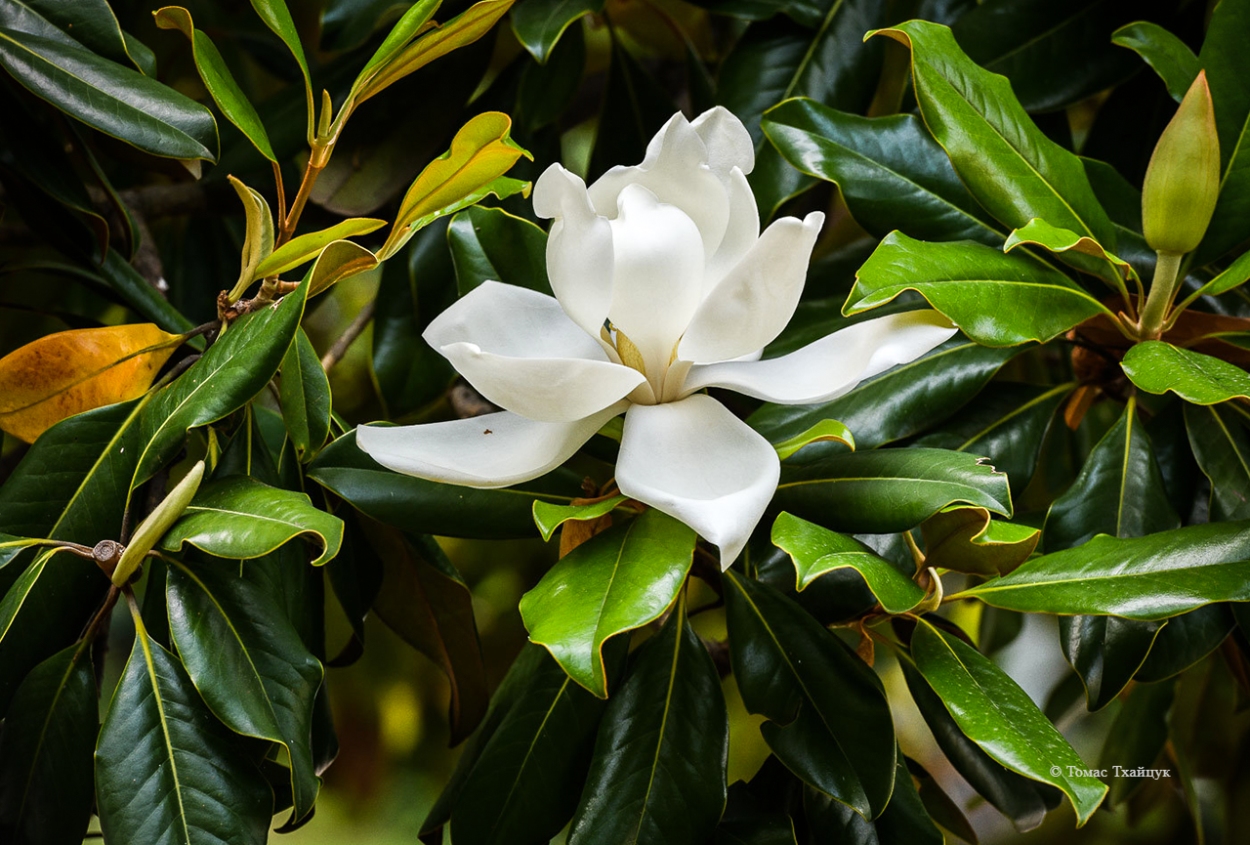 Магнолия Абхазия Сухум