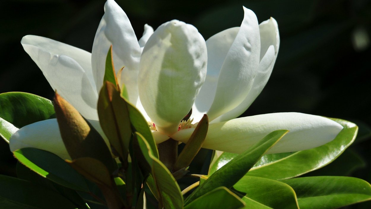 Магнолия крупноцветковая