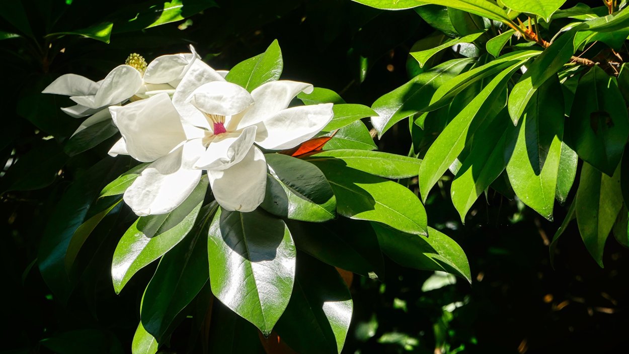 Магнолия крупноцветковая