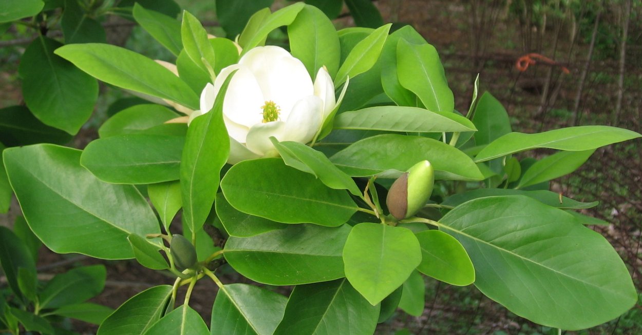 Magnolia grandiflora Fruit