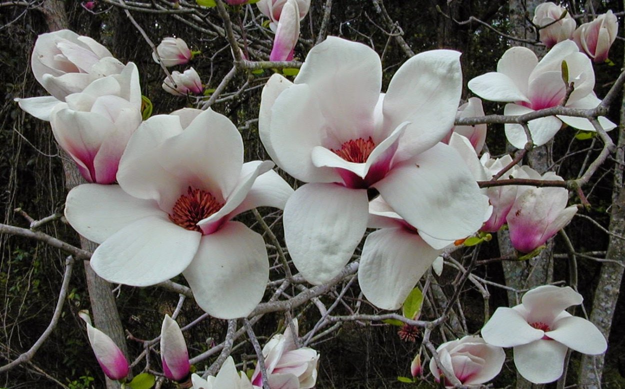 Magnolia pterocarpa
