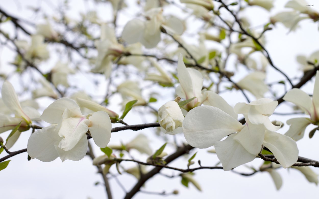 Магнолия Юлиана