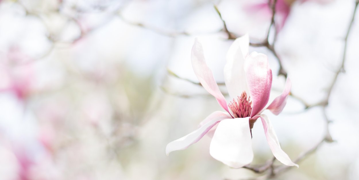 Магнолия фон