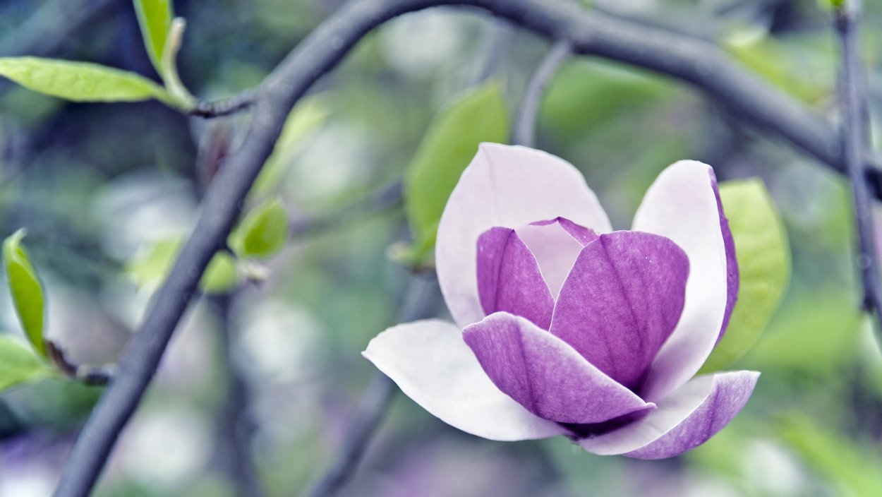 Пурпурная Магнолия