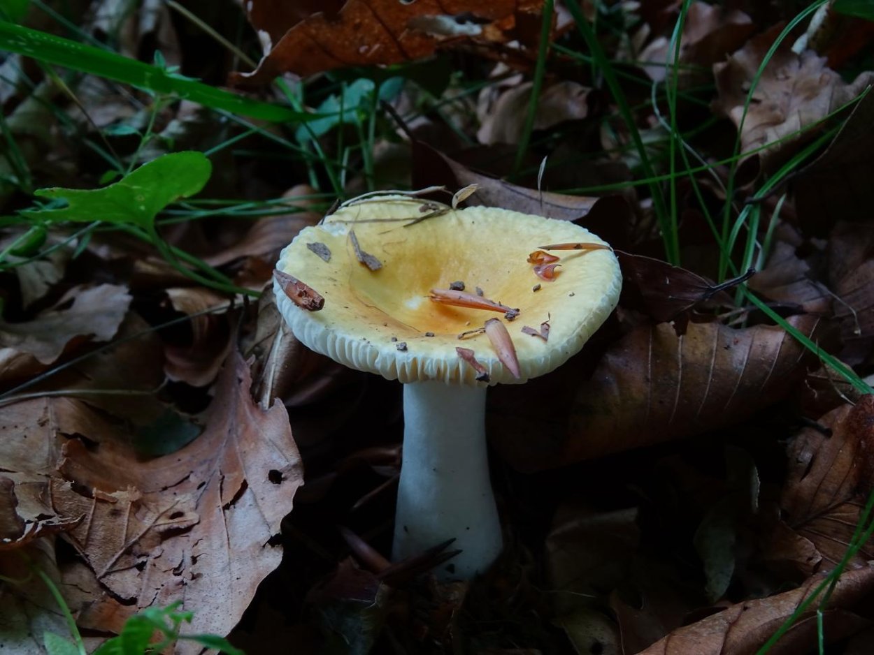 Сыроежка пластинчатый гриб