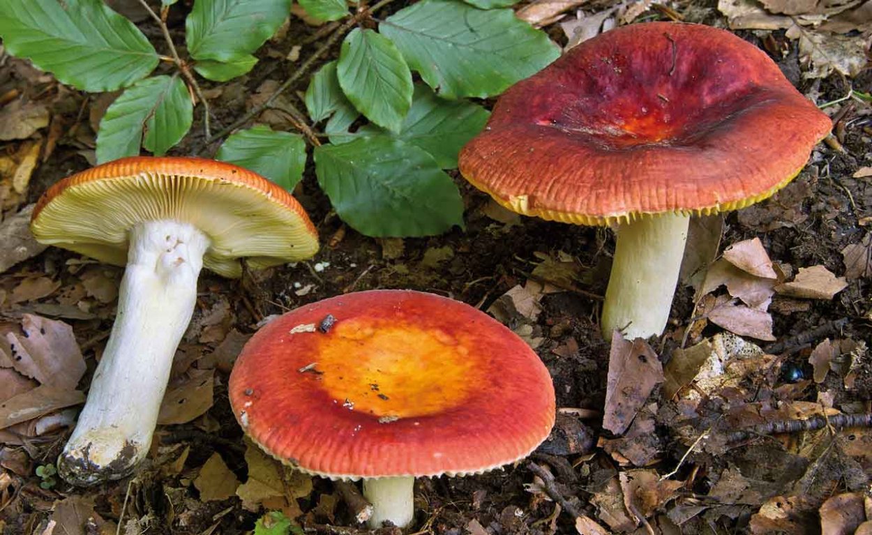 Сыроежка золотистая (Russula Aurea)
