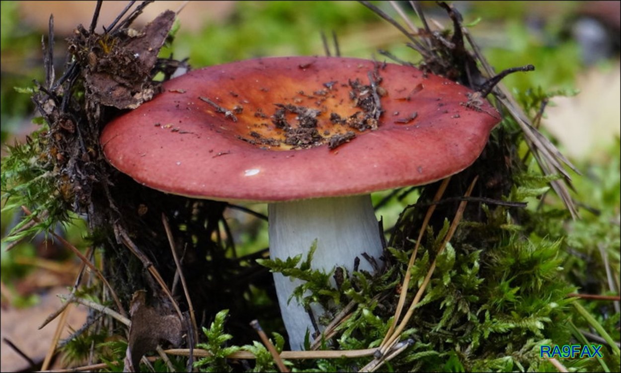 Жук сыроежка