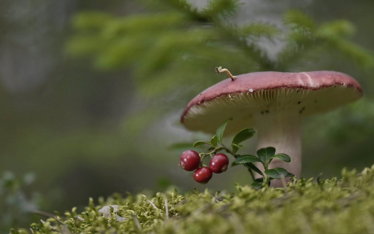 Сыроежка и мухомор