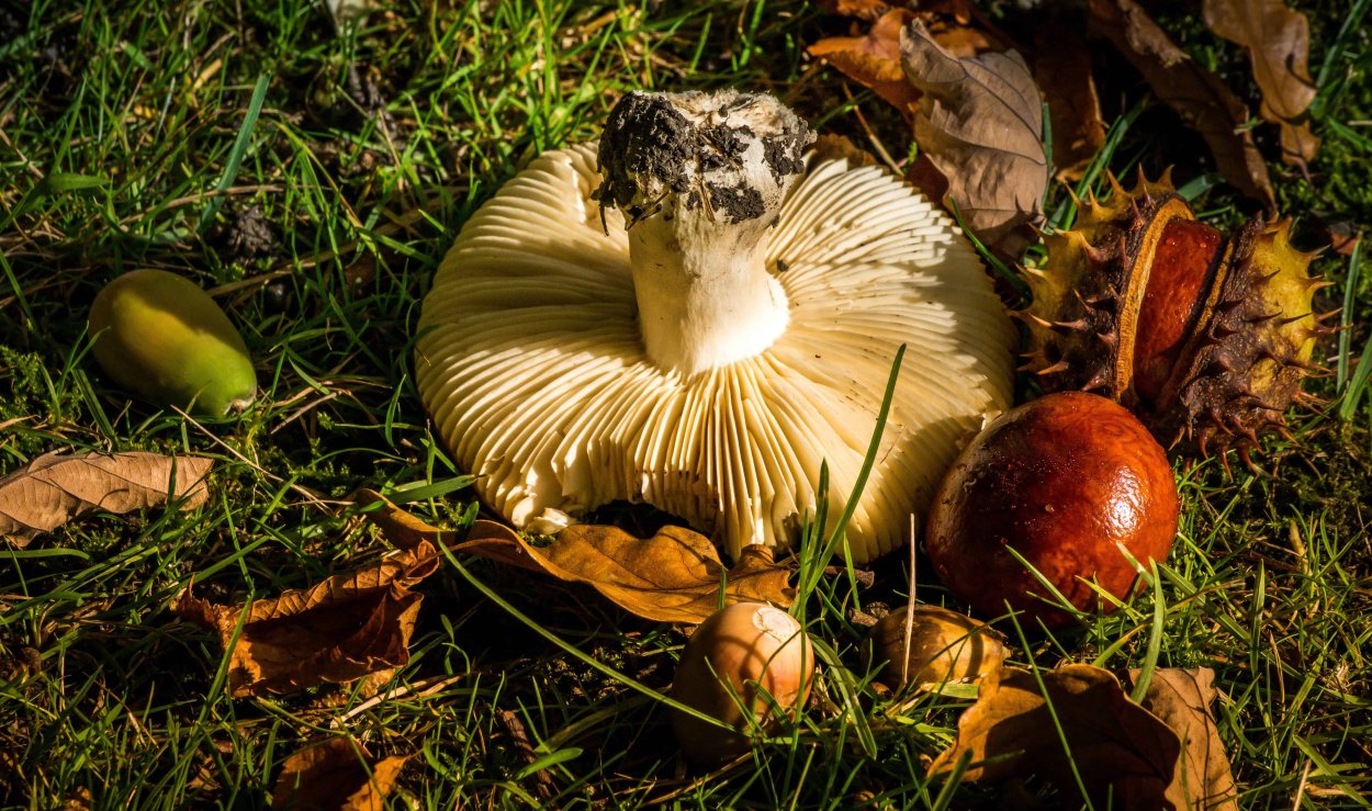 Сезонные грибы