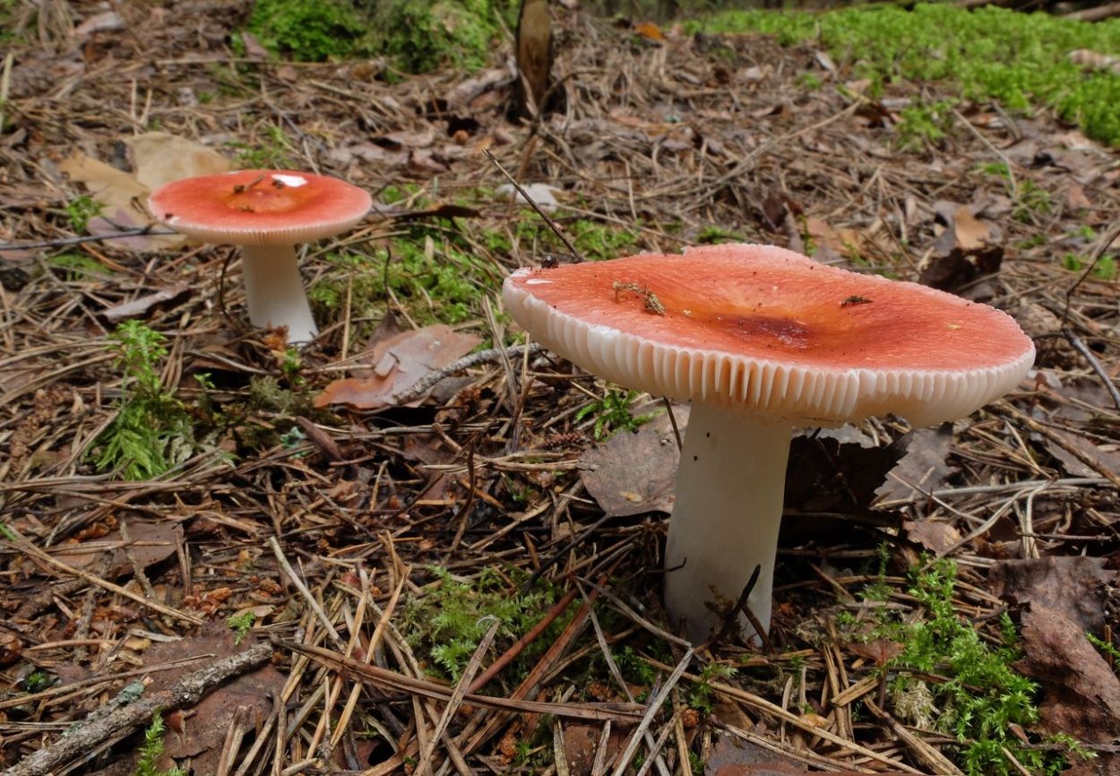 Сыроежка пластинчатый гриб