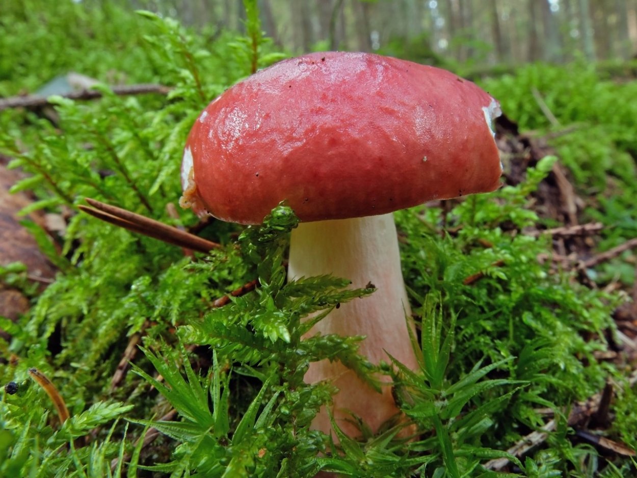 Сыроежка Еловая